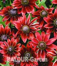 Roter Sonnenhut  Cherry Brandy   der Blickfang
