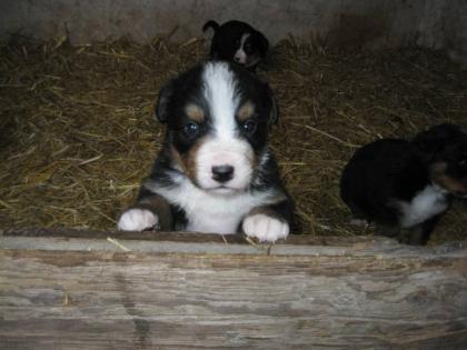 Berner Sennen Welpen