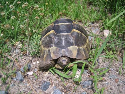 Verkaufe weibliche adulte Landschildkröte