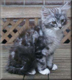 Typvolle Maine Coon Kitten suchen ab sofort neuen Schmuseplatz