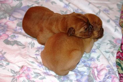 Bordeauxdoggen-Welpen mit Papieren