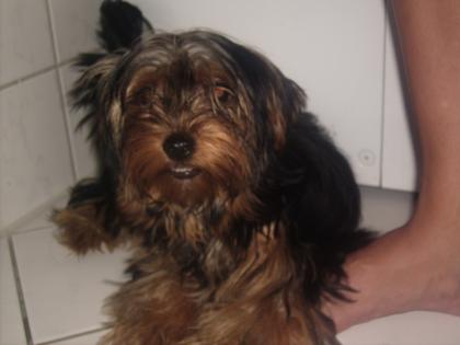  6 mon alter Yorki Terrier sucht ein zuhause