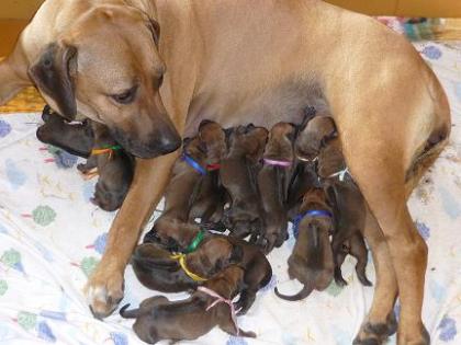 Rhodesian Ridgeback Welpen