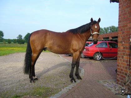 Bildhübscher Ponywallach sucht ein neues zuhause