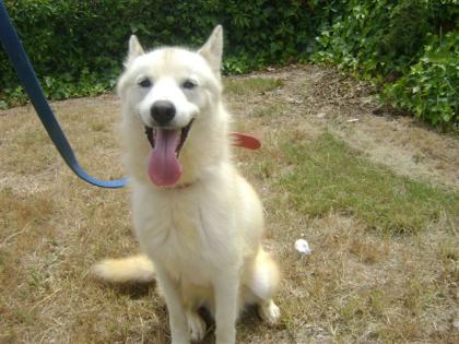 Husky-Alaskan Malamute Mix sucht neues Zuhause