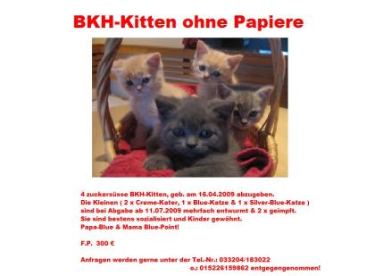 BKH-Kitten ohne Papiere