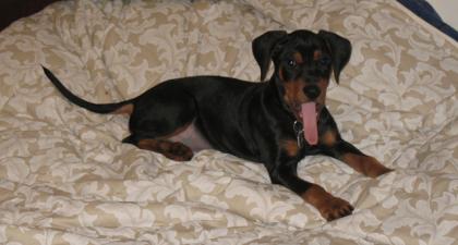 Dt. Pinscher Welpen mit Papiere