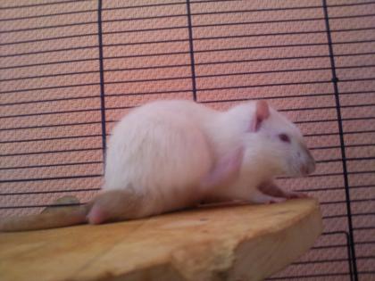 Verschenke ratten