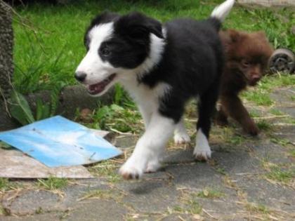 Süßer Border Collie Rüde möchte umziehen!!