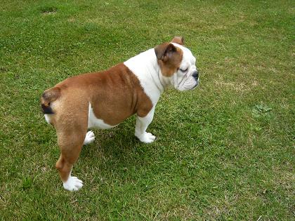 Englische Bulldogge Gina - 3 Monate alt!