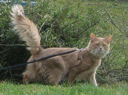 Somali-DECKKATER in der Farbe fawn