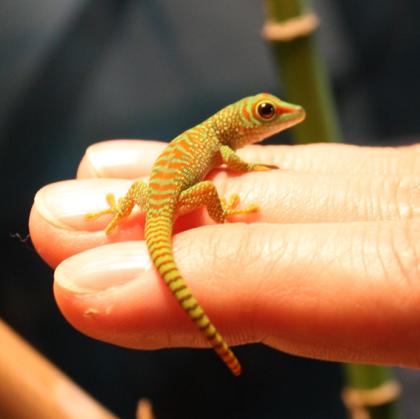 3x NZ Phelsuma grandis High Red Mai/Juli 09