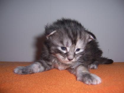 6 Maine Coon Kitten suchen neues Zuhause