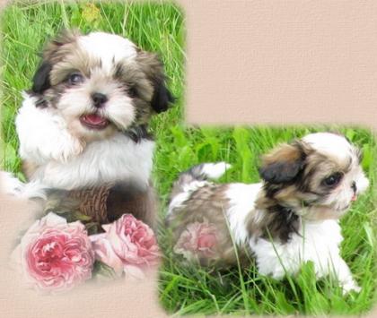 *Shih Tzu*