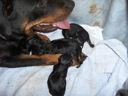 Rottweiler-Babys