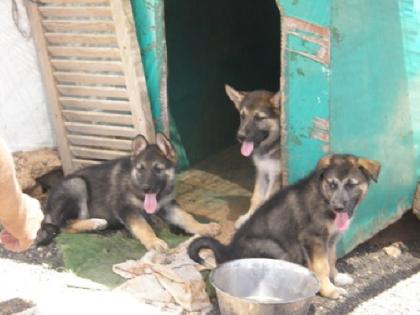 3 Schäferhund Welpen suchen einzeln ein Zuhause