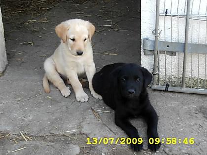 Labrador Retriever Welpen