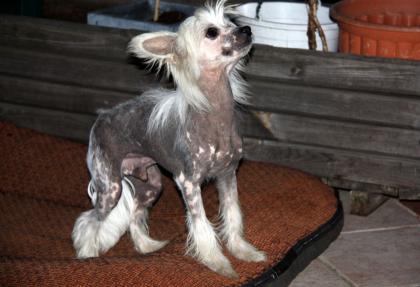 Chinese Crested Dog Ruede mit FCI Papiere