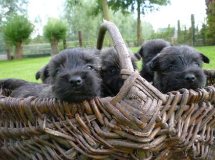 Cairn Terrier Welpen Westie Westi dunkler Cesar