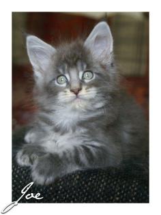 Wir haben typvolle, verschmuste Maine Coon Babys!