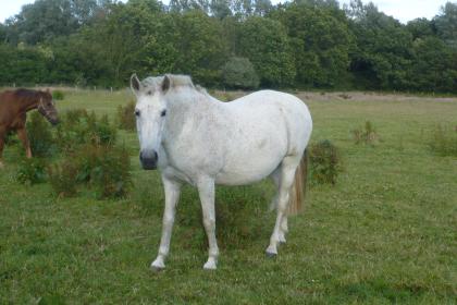 Lusitano Schimmelstute zu verkaufen