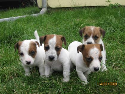 Jack Russell Terrier Welpen Tricolor