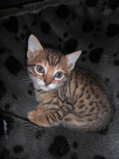 Wunderschöne Bengalkitten aus Hobbyzucht