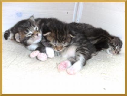 Typvolle Maine Coon Kitten mit Papiere zu verkaufen