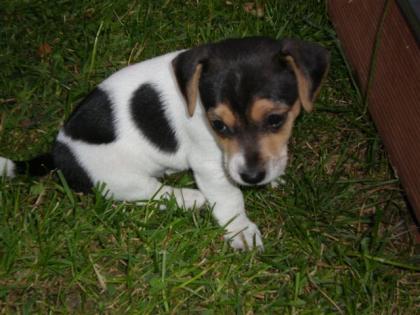 Engl. Jack-Russell-Terrier