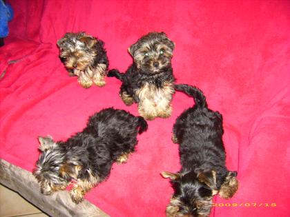 Yorkshire Terrier 