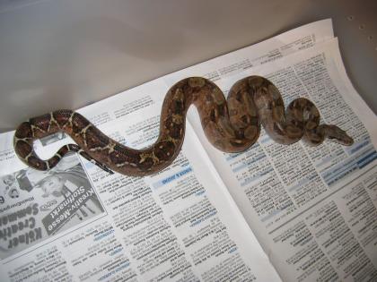 Weibliche Honduras Boa