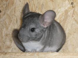 Chinchilla abzugeben