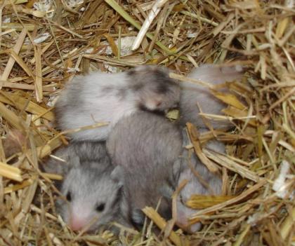 Junge Goldhamster, Teddyhamster in verschi. Farben ab mitte August abzugeben...