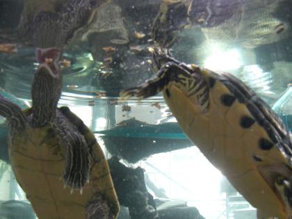 2 Wasserschildkröten zu verschenken