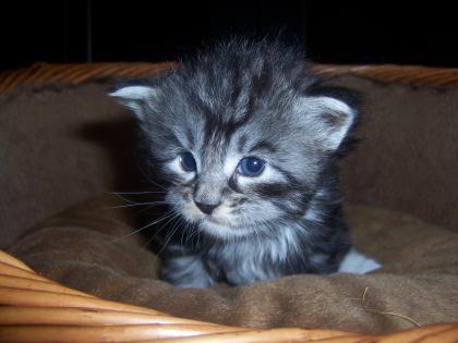 6 süße Maine Coon Kitten suchen ab Mitte September neues Zuhause