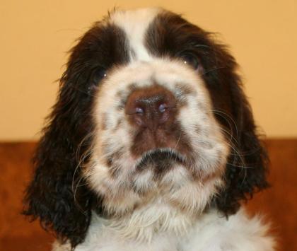 English Springer Spaniel Welpen