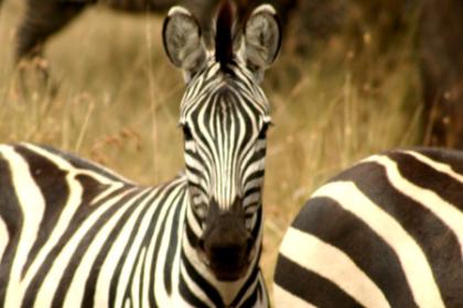Afromaxx Ltd. - Safari in der Serengeti