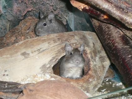 2 DEGU Gruppen abzugeben (m/w)