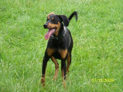 Ein neues Zuhause für Dobermann Mix Zoey