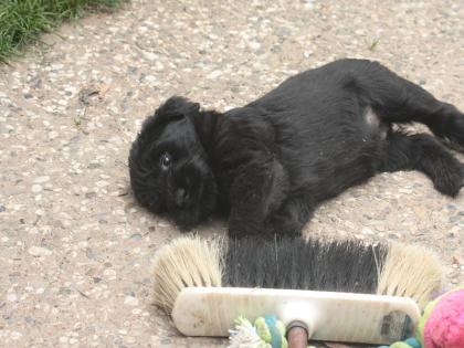 Riesenschnauzer Welpen (Hündinnen) mit VDH/ PSK Papieren