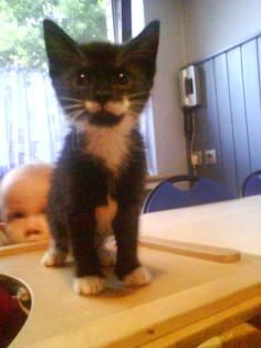 2 Babykatzen (LADYS) Suchen ein zu hause