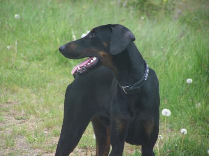 Dobermann Rüde 13 Monate alt