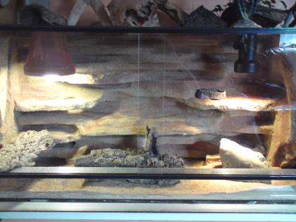 1.3 Leopardgecko Zuchtgruppe + Terrarium mit sehr schöner Rückwand in gute Hände