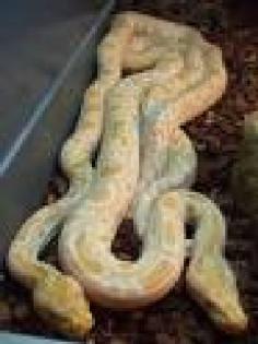 1,1 Albino Tigerpython zu verkaufen