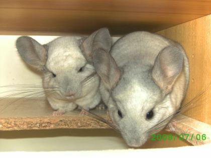 2 süße Chinchilla Böckchen abzugeben