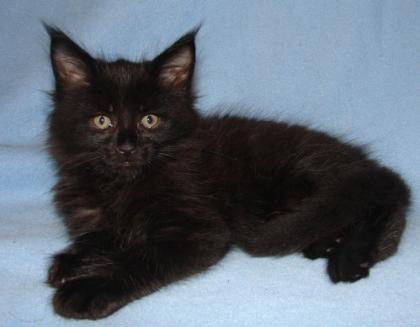 Typvolle Maine Coon Kitten