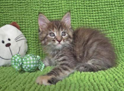 Maine Coon Mädchen