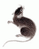 Ratten babys abzugeben