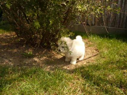 Bichon frisé welpchen