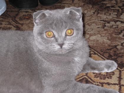 Scottish Fold